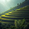rice-plantation-1822444_1920